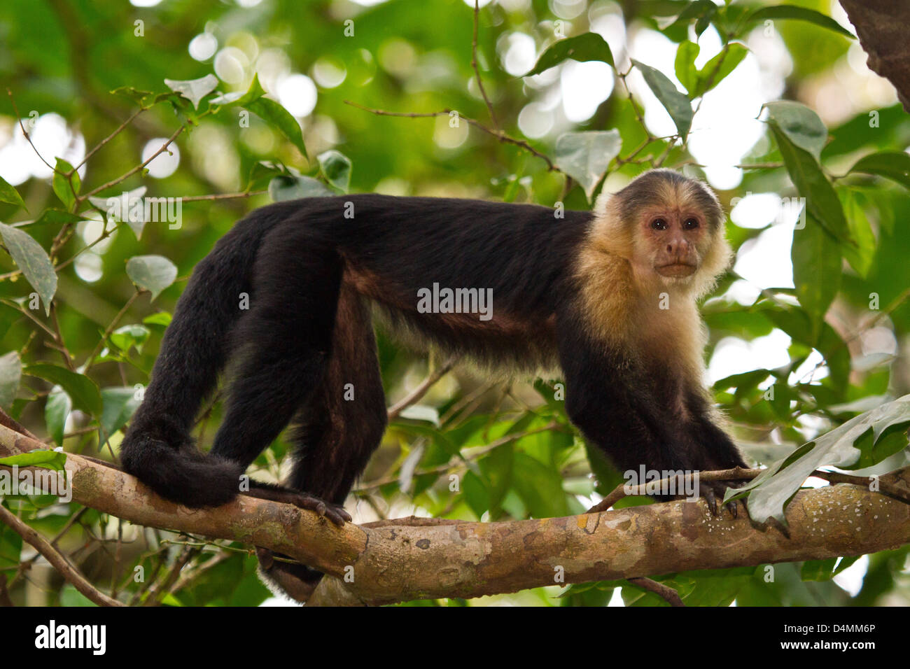 Singe capucin du Costa Rica sur un arbre Banque D'Images