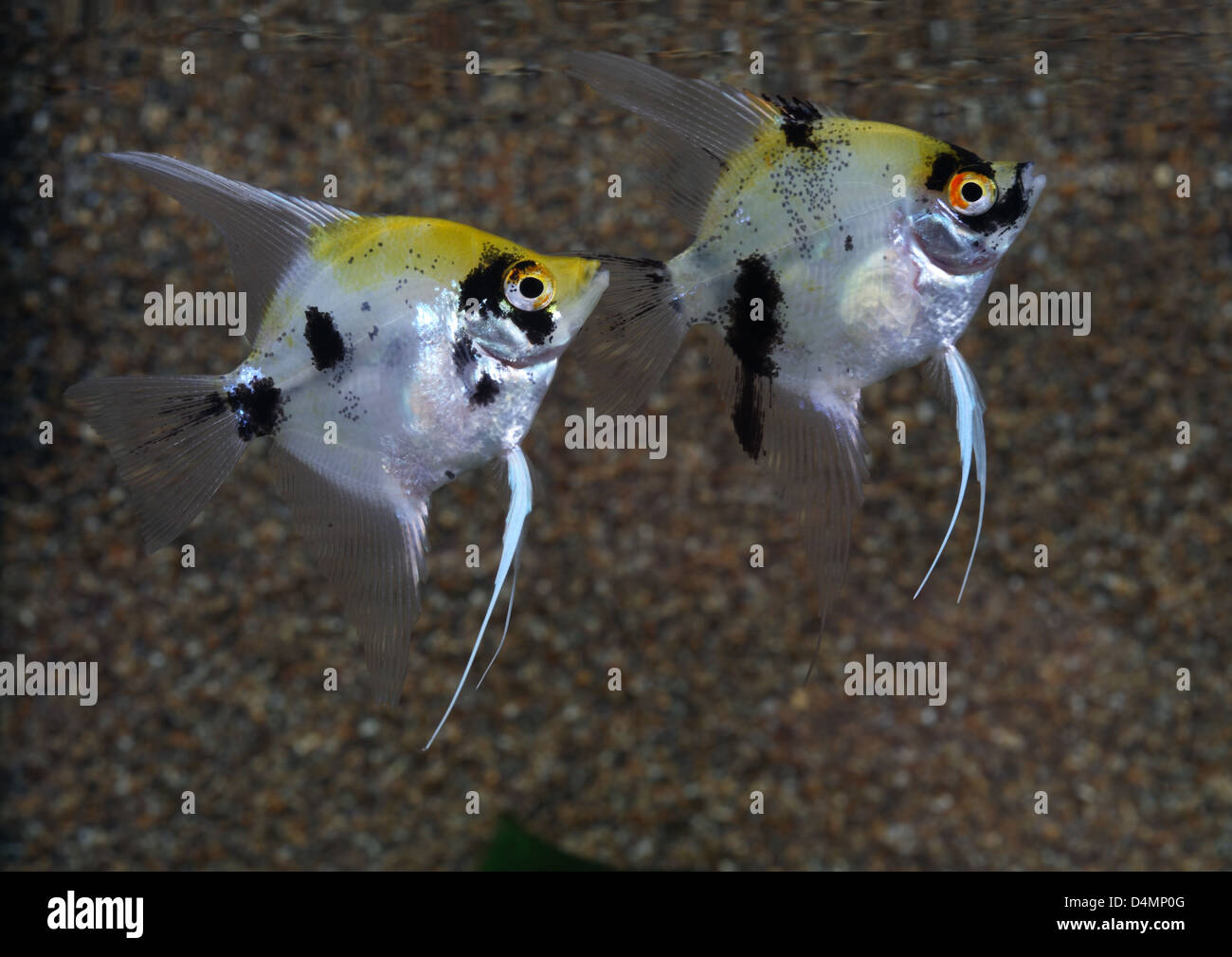 Deux poissons anges dans l'aquarium Banque D'Images
