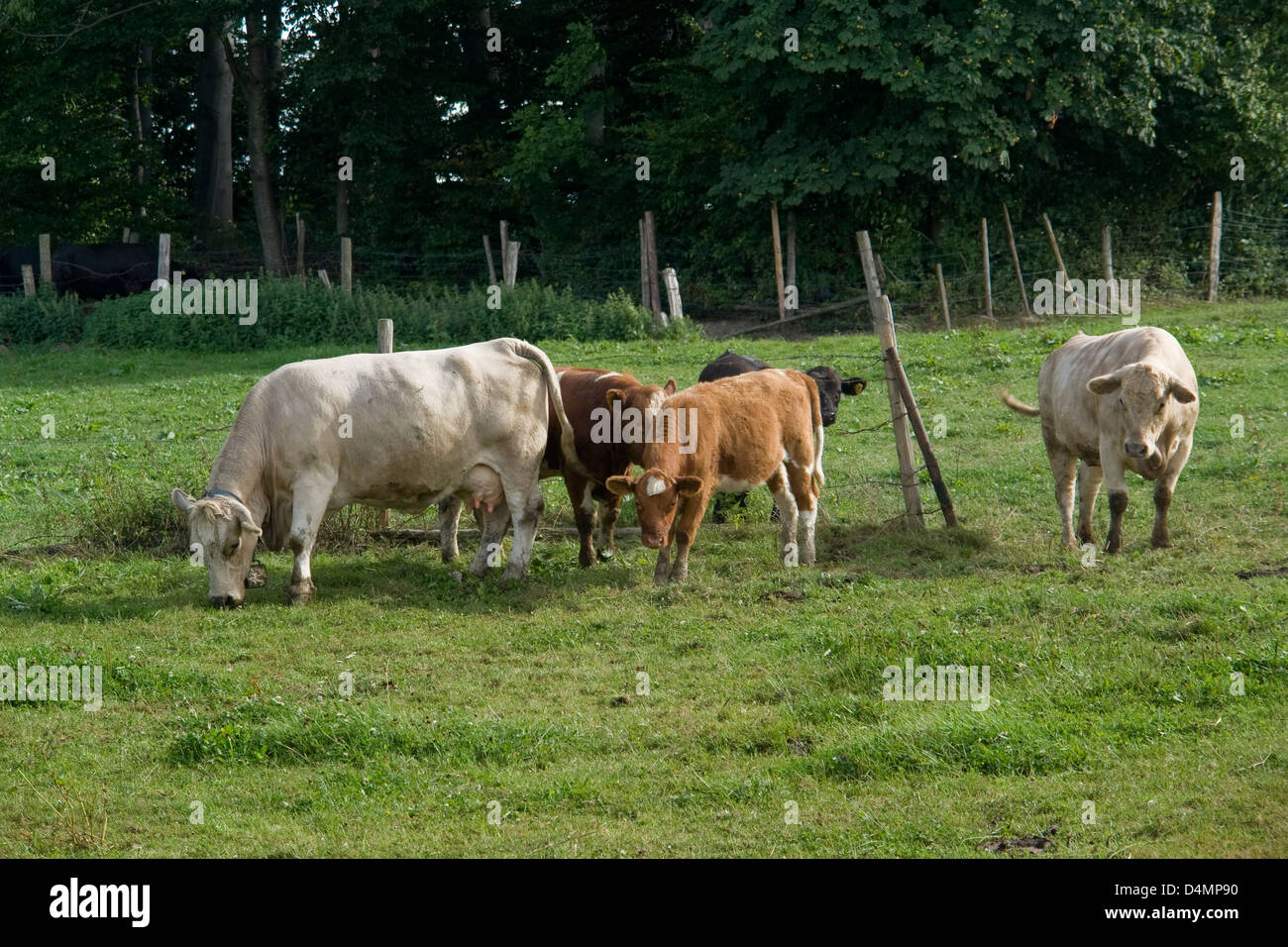 Quelques vaches dans le sud de l'Allemagne près de l'heure d'été au bord de la forêt Banque D'Images