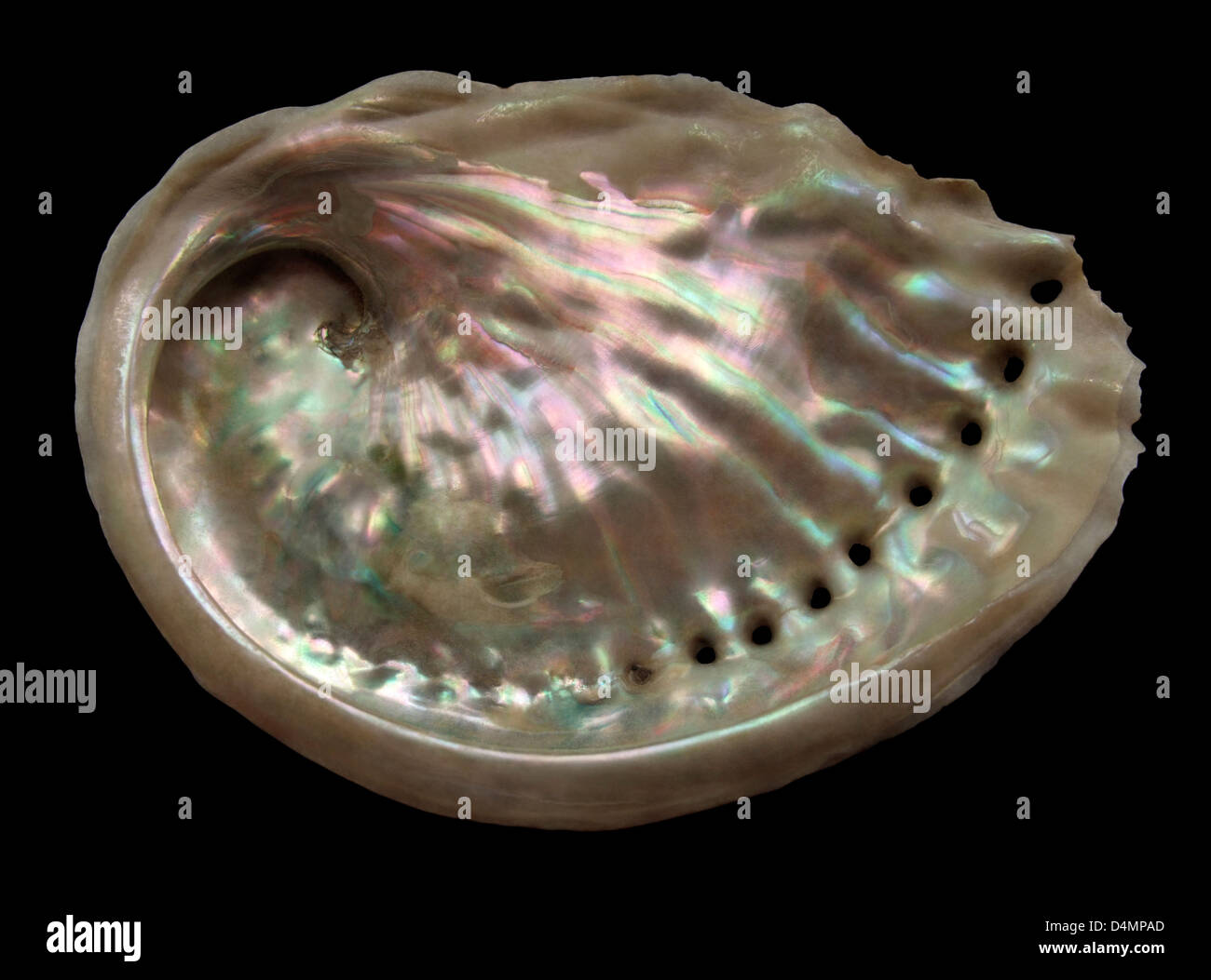 D'un côté de la nacre coquillage Abalone en noir retour Banque D'Images