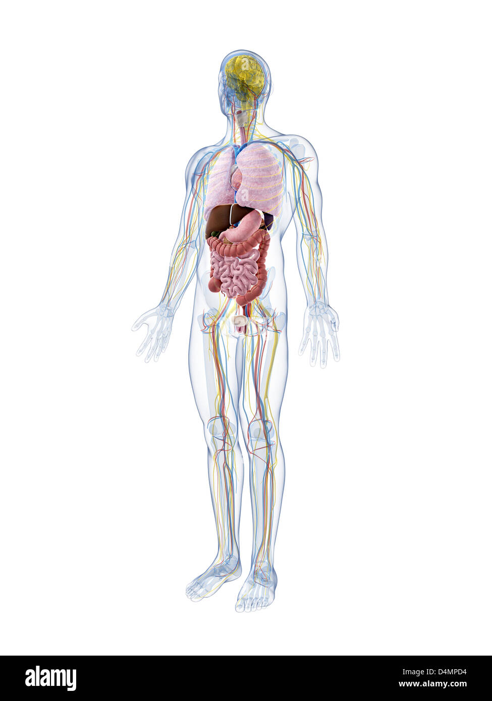 Anatomie masculine Banque D'Images