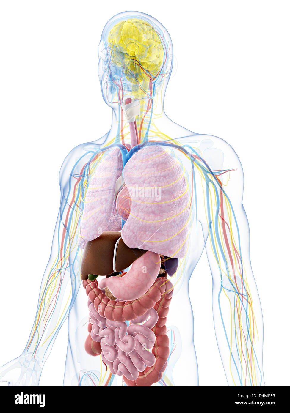 Anatomie masculine Banque D'Images