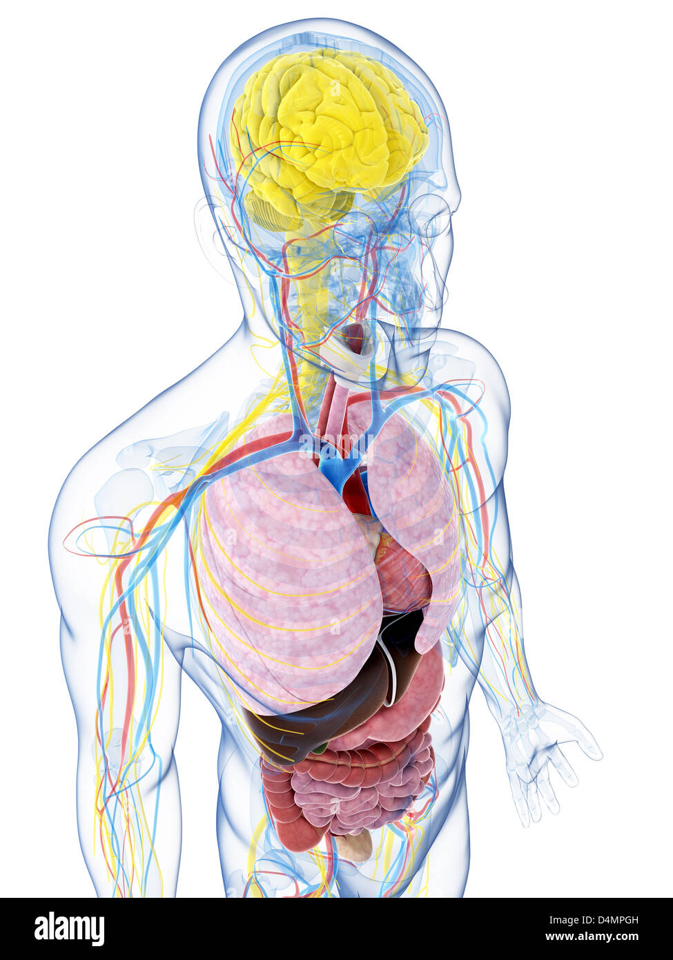 Anatomie masculine Banque D'Images