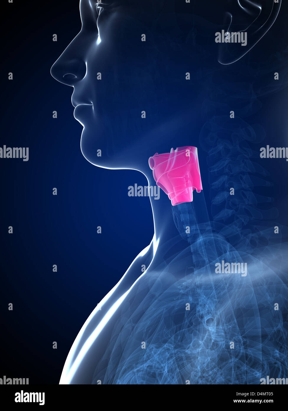 Larynx masculin Banque D'Images
