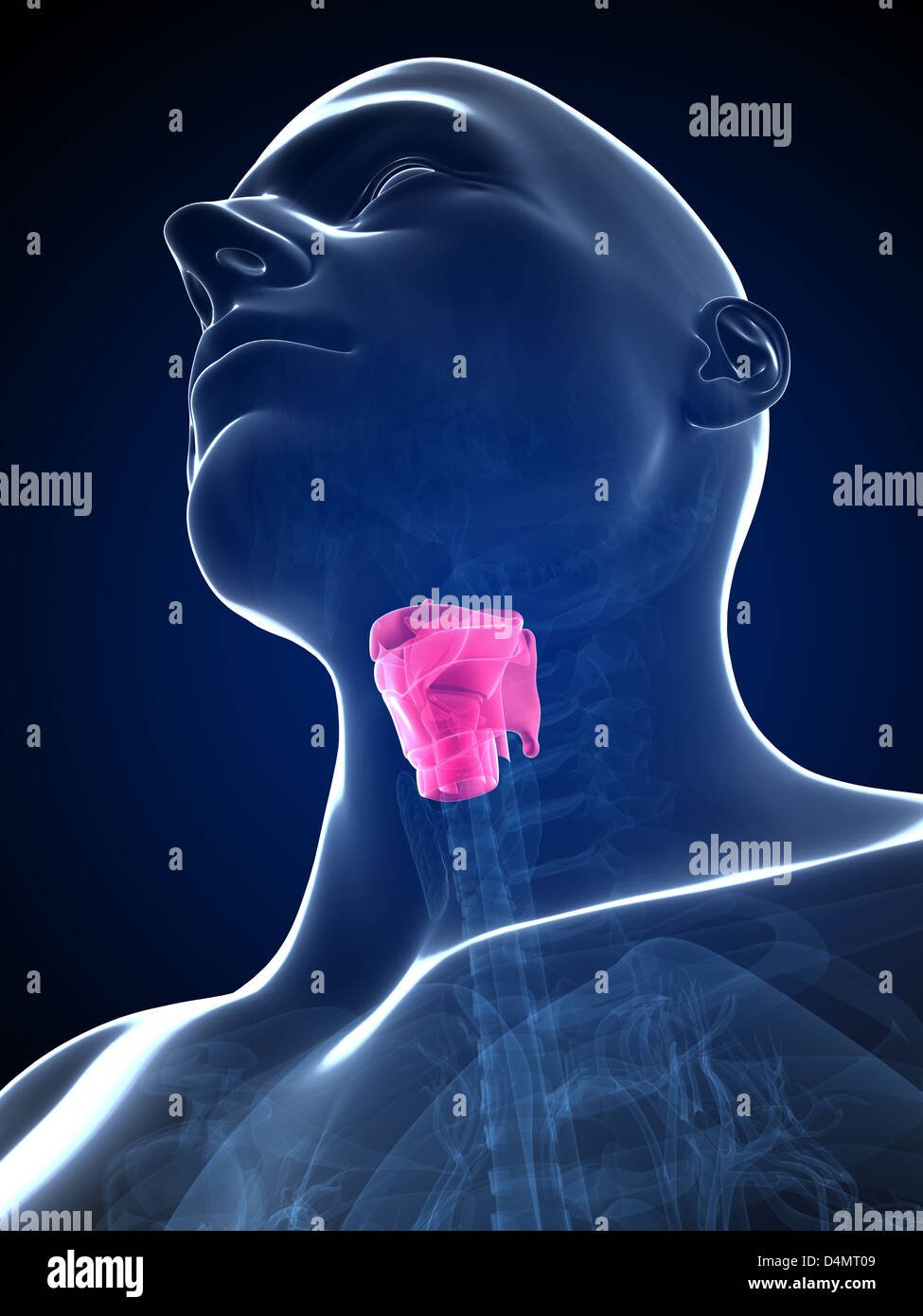 Larynx masculin Banque D'Images