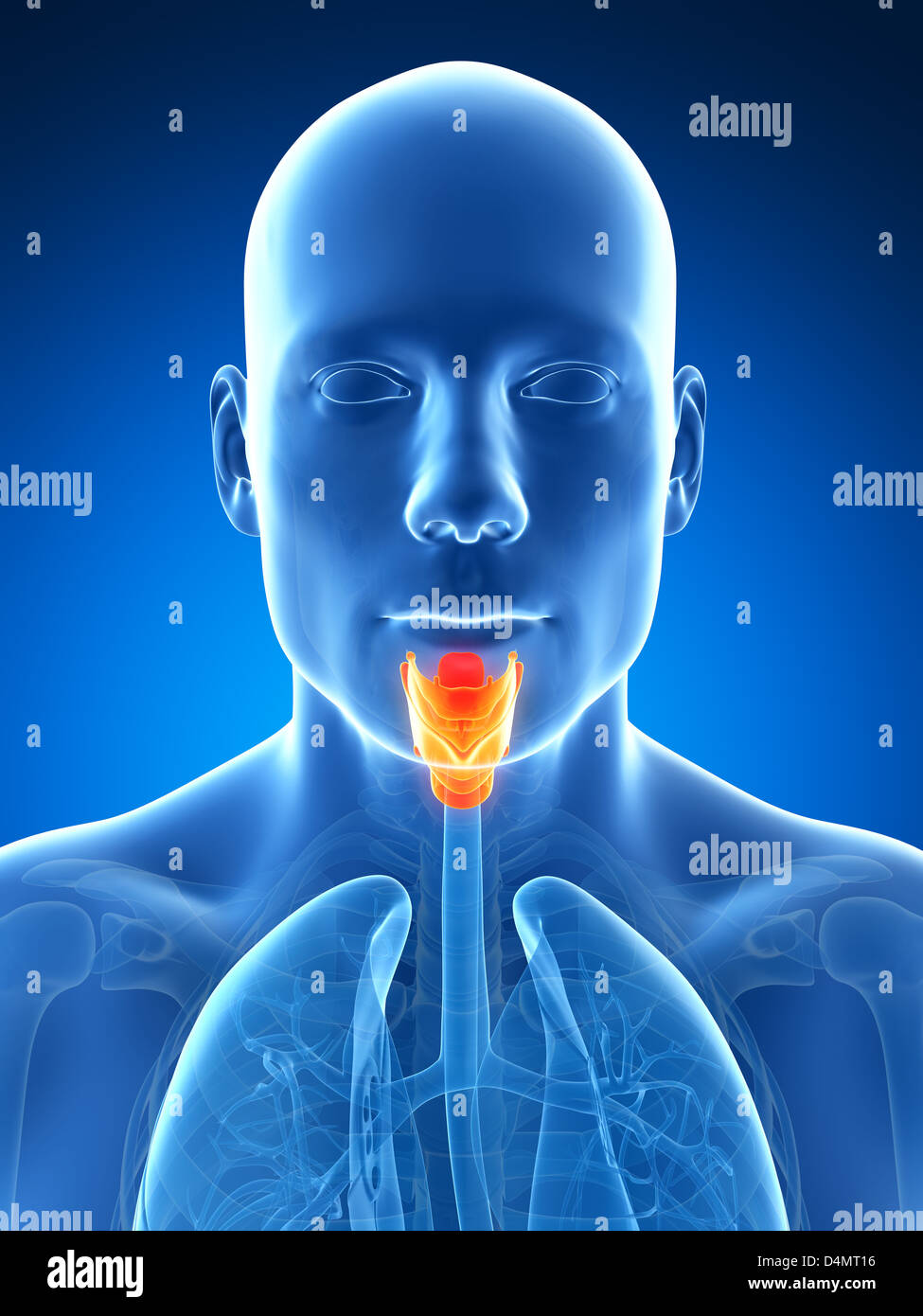 Larynx masculin Banque D'Images