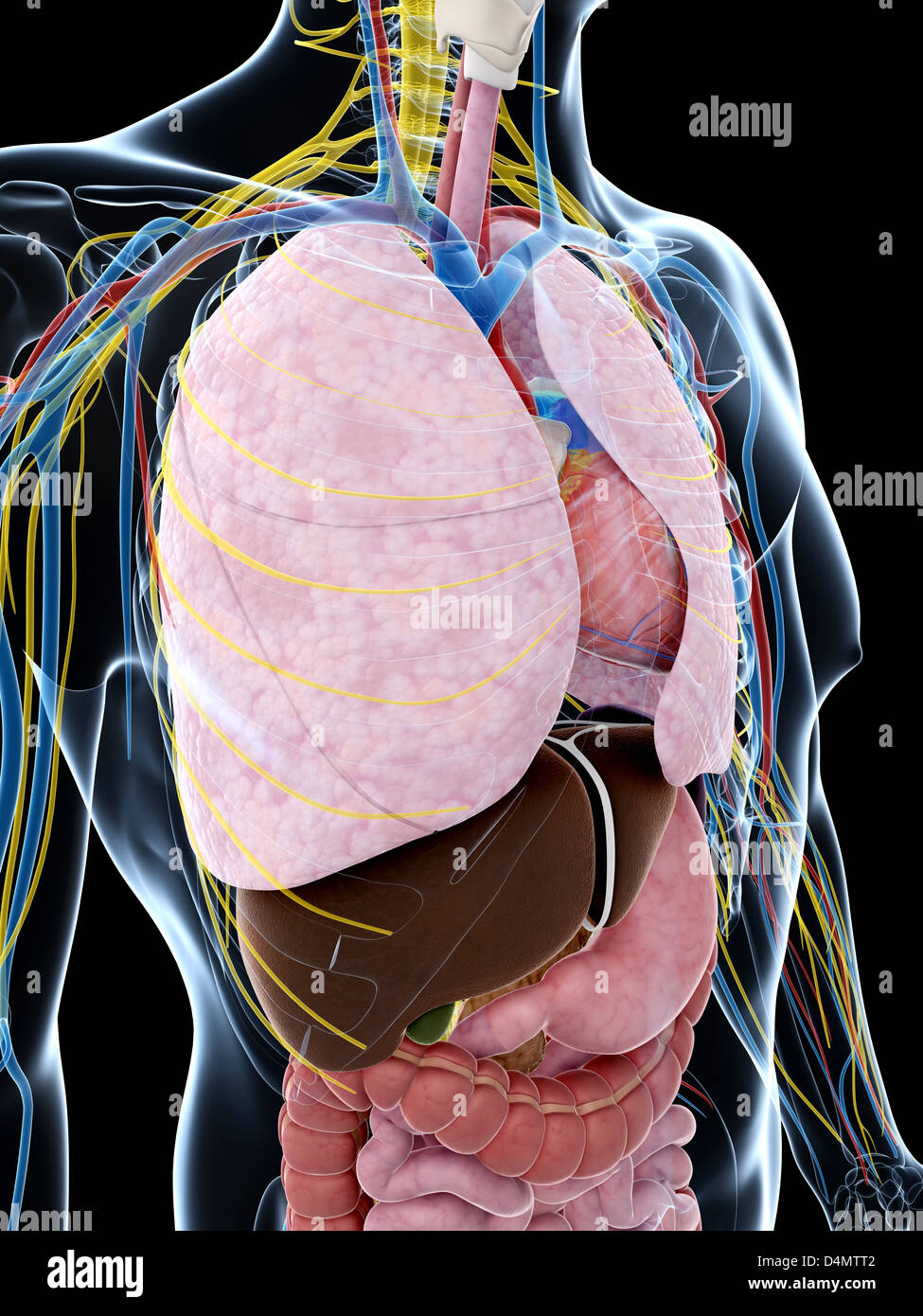 Anatomie masculine Banque D'Images