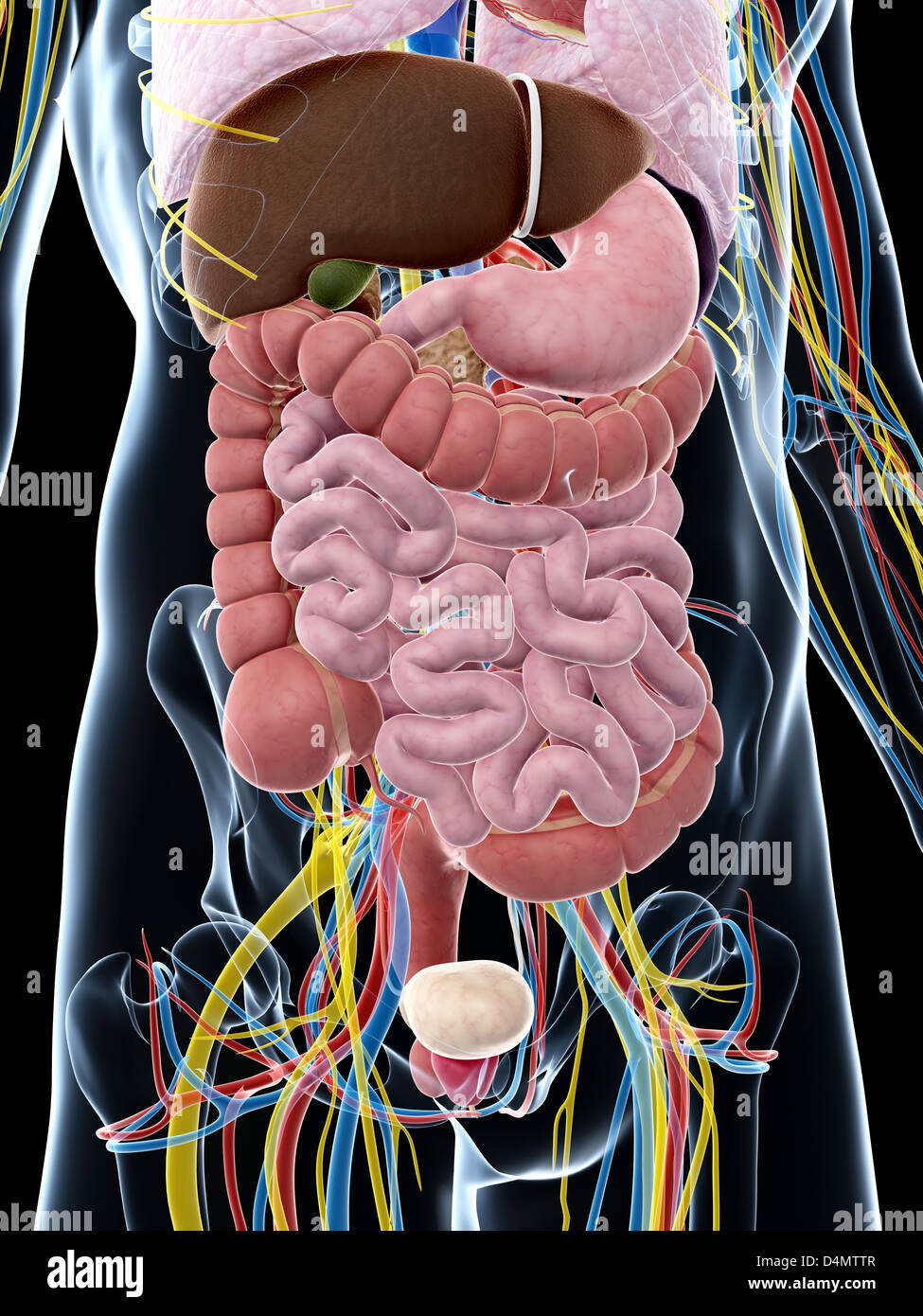 Anatomie masculine Banque D'Images