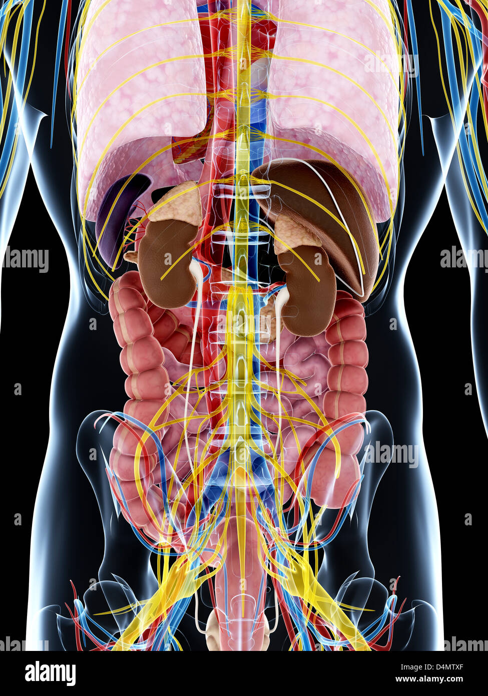 Anatomie masculine Banque D'Images