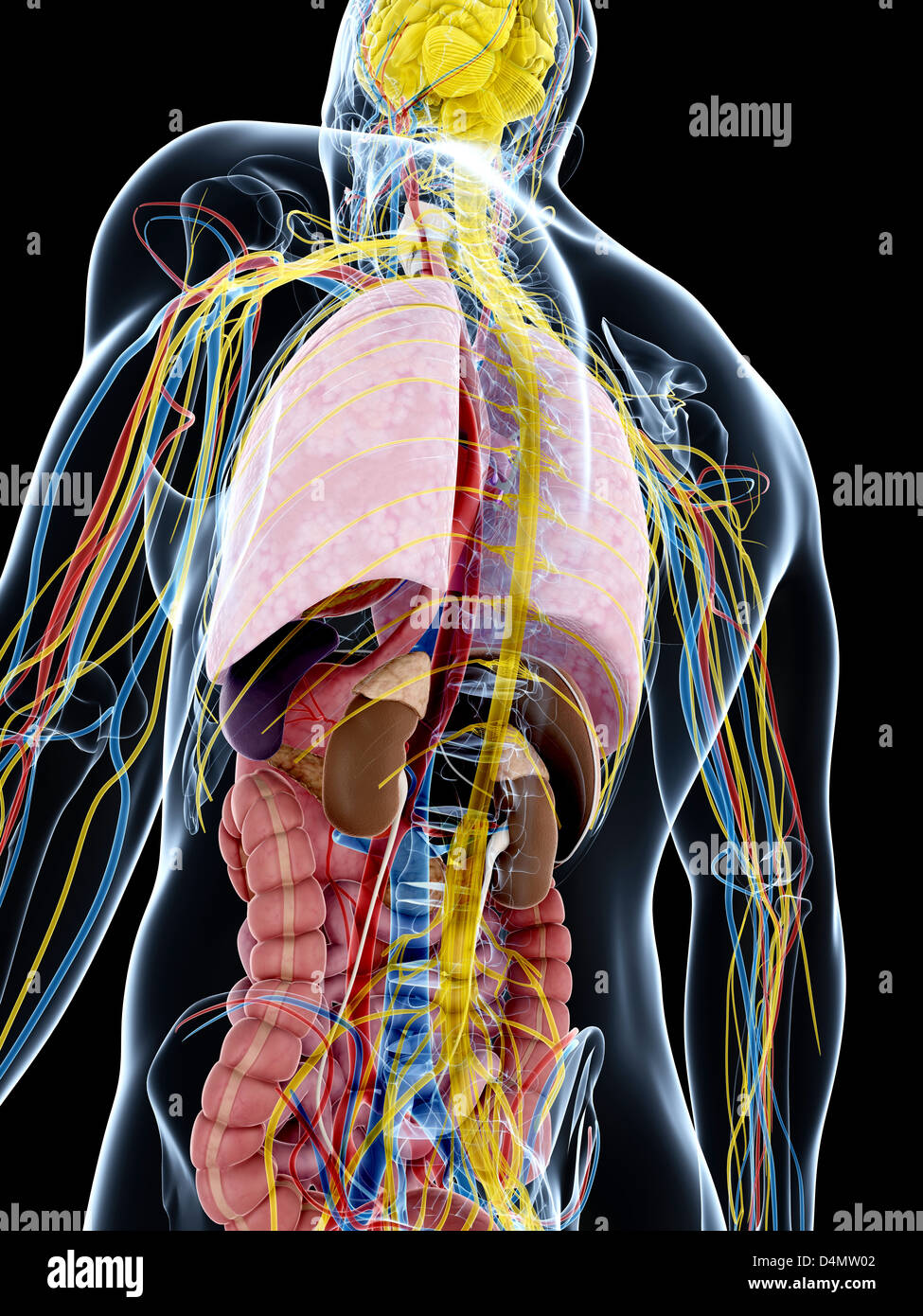 Anatomie masculine Banque D'Images