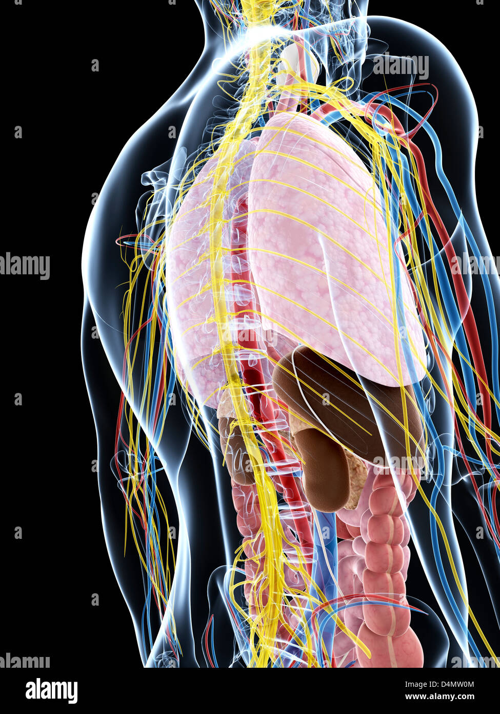 Anatomie masculine Banque D'Images