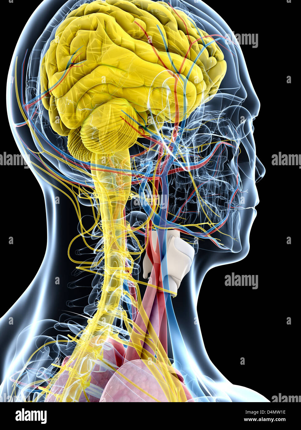 Anatomie masculine Banque D'Images