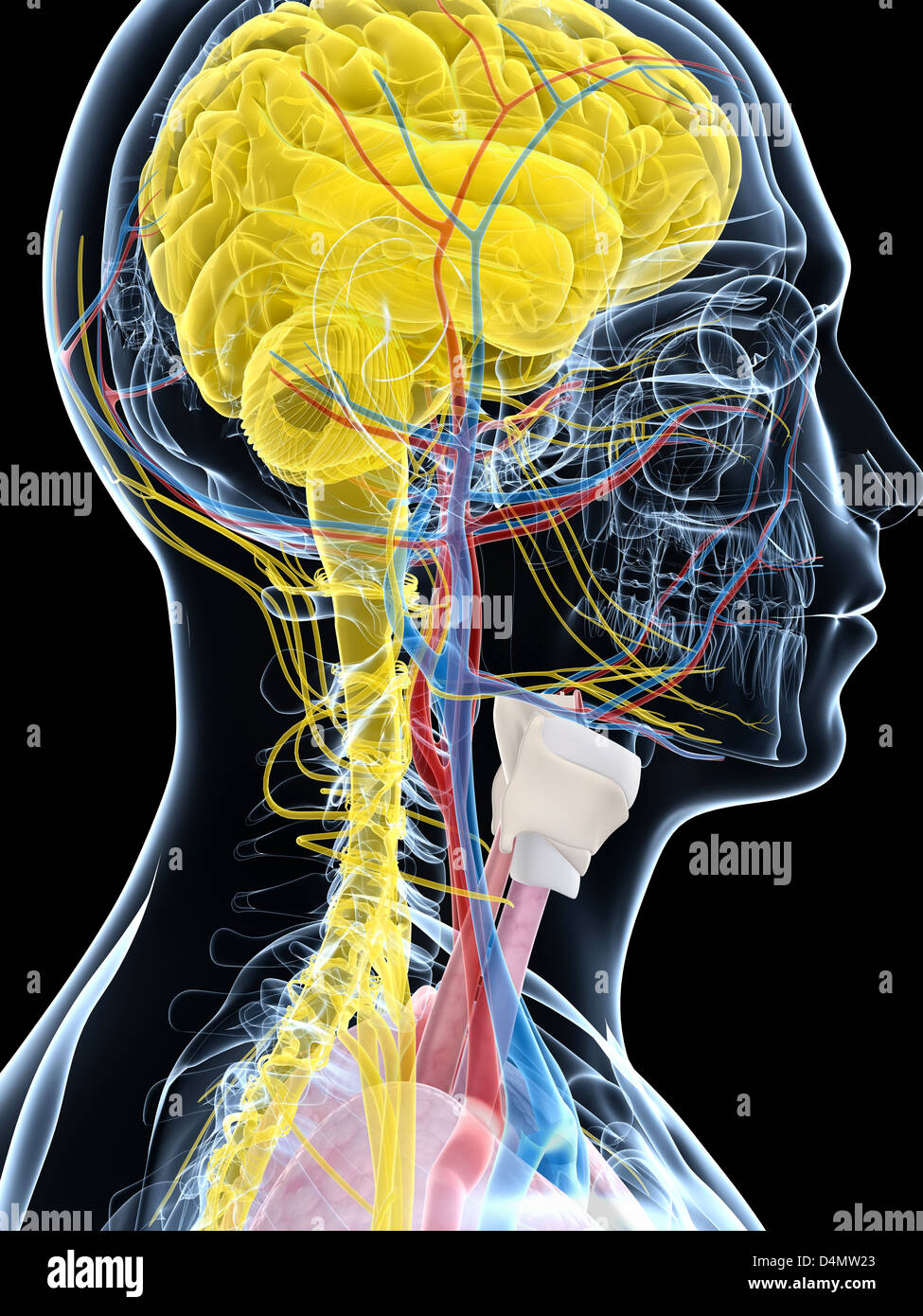 Anatomie masculine Banque D'Images