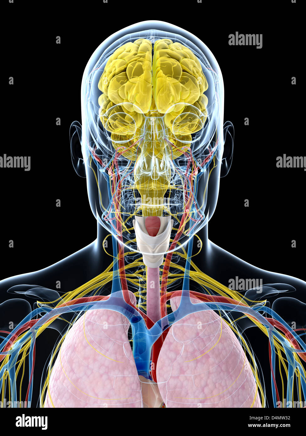 Anatomie masculine Banque D'Images