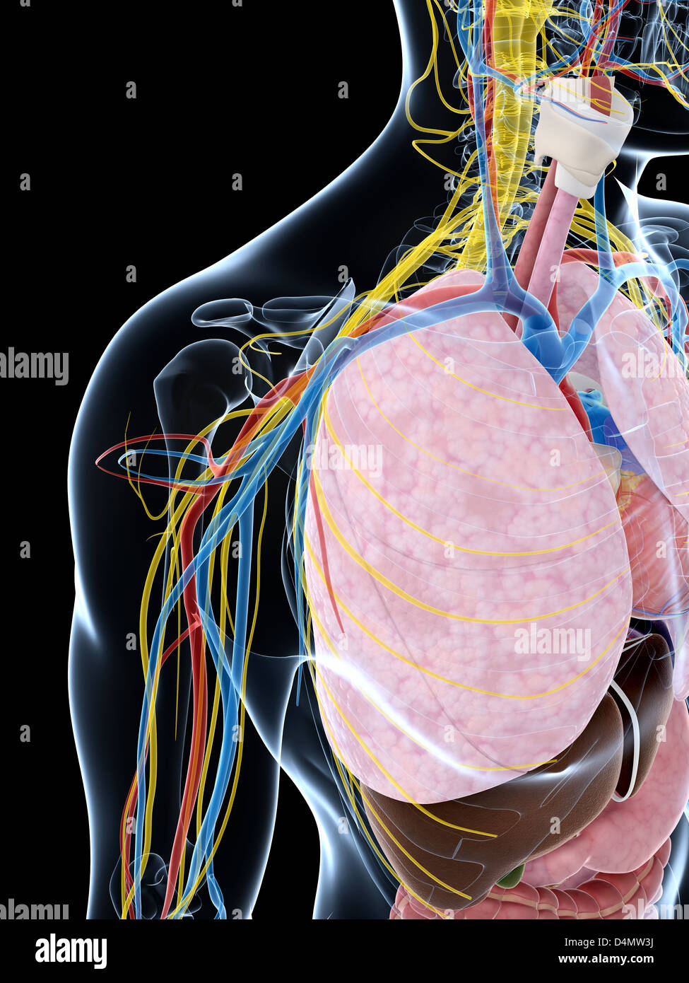 Anatomie masculine Banque D'Images