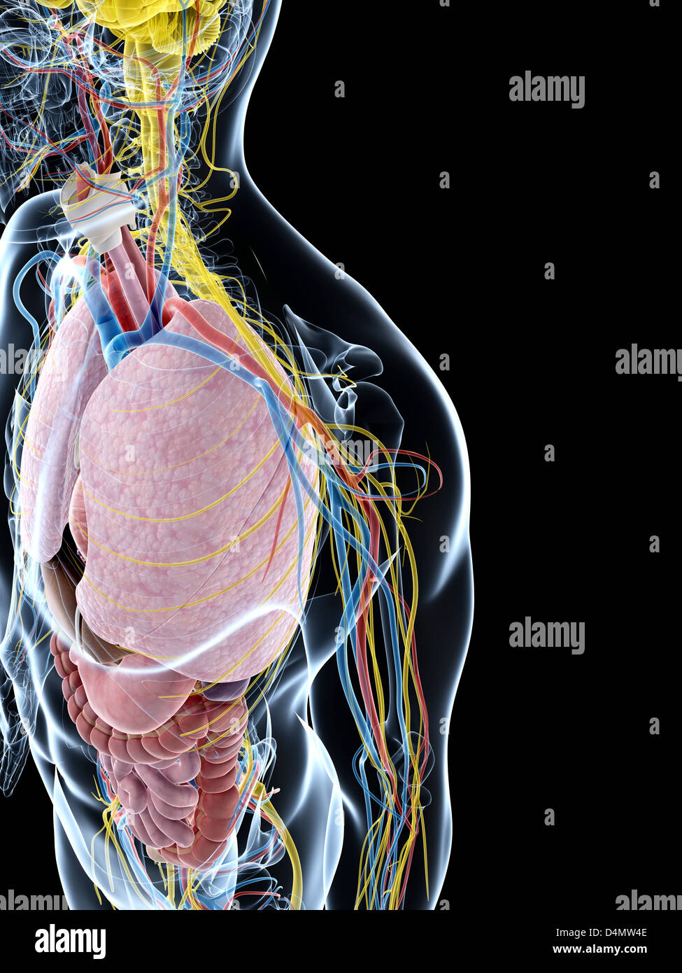 Anatomie masculine Banque D'Images