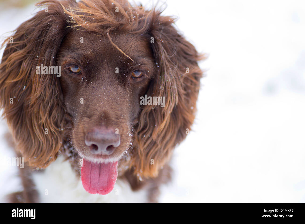 chien dans la neige Banque D'Images