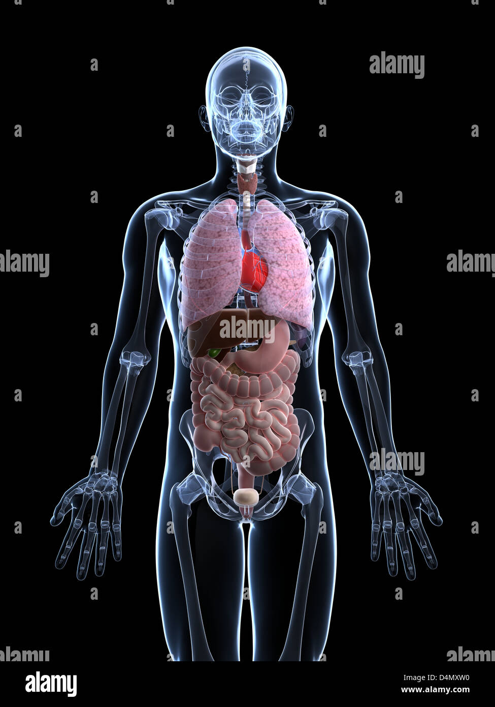 Anatomie masculine Banque D'Images