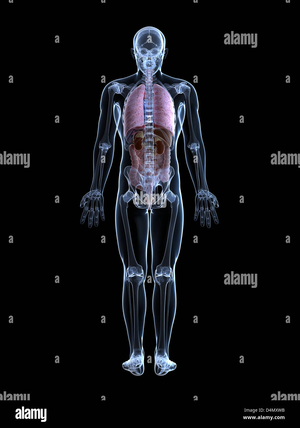 Anatomie masculine Banque D'Images