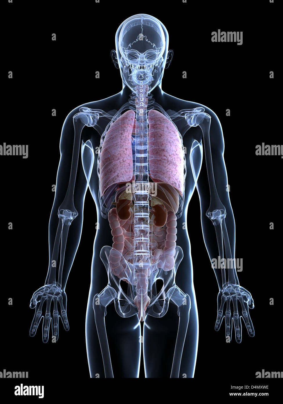 Anatomie masculine Banque D'Images