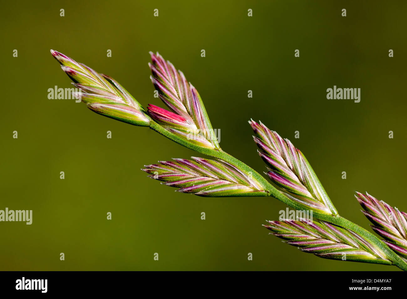 Semences de ray-grass vivace tête contre un fond vert uniforme. Banque D'Images