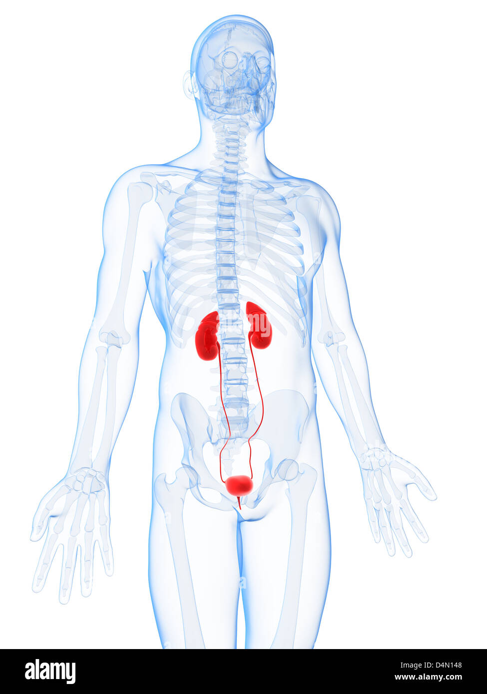 Reins mâles Banque D'Images