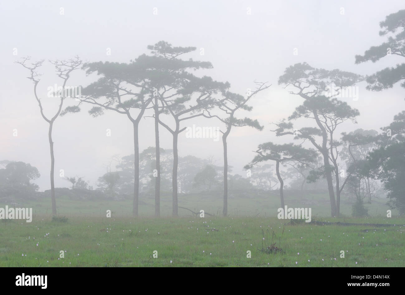La brume s'écoule à travers les arbres en forêt. Banque D'Images La brume s'écoule à travers les arbres en forêt. Banque D'Images