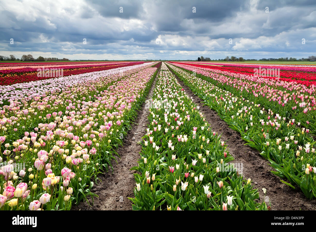 Rangées de tulipes colorées des fleurs au printemps, Holland Banque D'Images