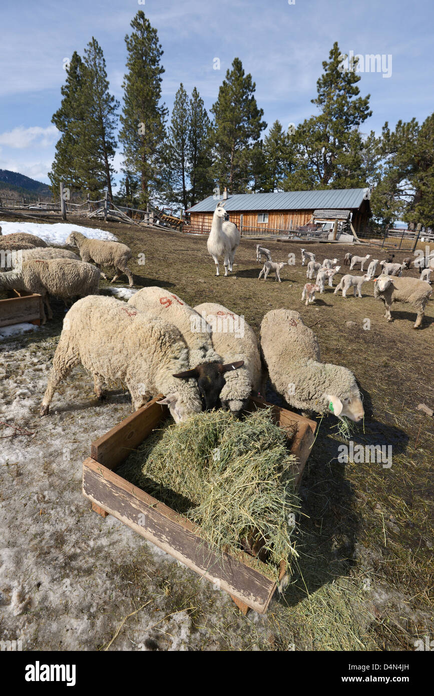 Les moutons mangent du foin sur un ranch dans la vallée de la Wallowa de l'Oregon. Un garde Lama est dans l'arrière-plan. Banque D'Images