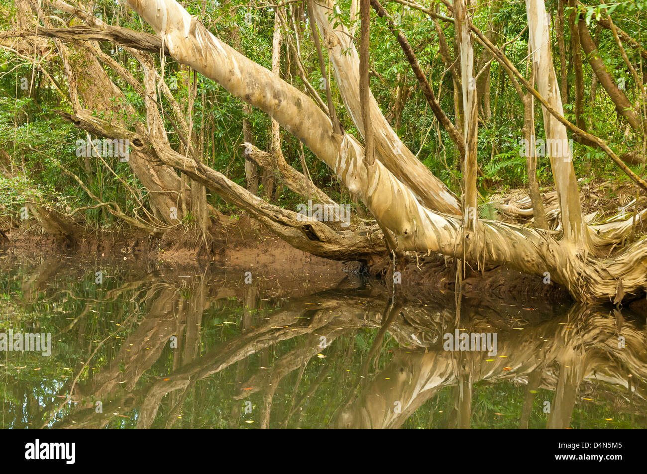 Réflexions dans Barratt Creek, Parc national de Daintree, Queensland du Nord, Australie Banque D'Images
