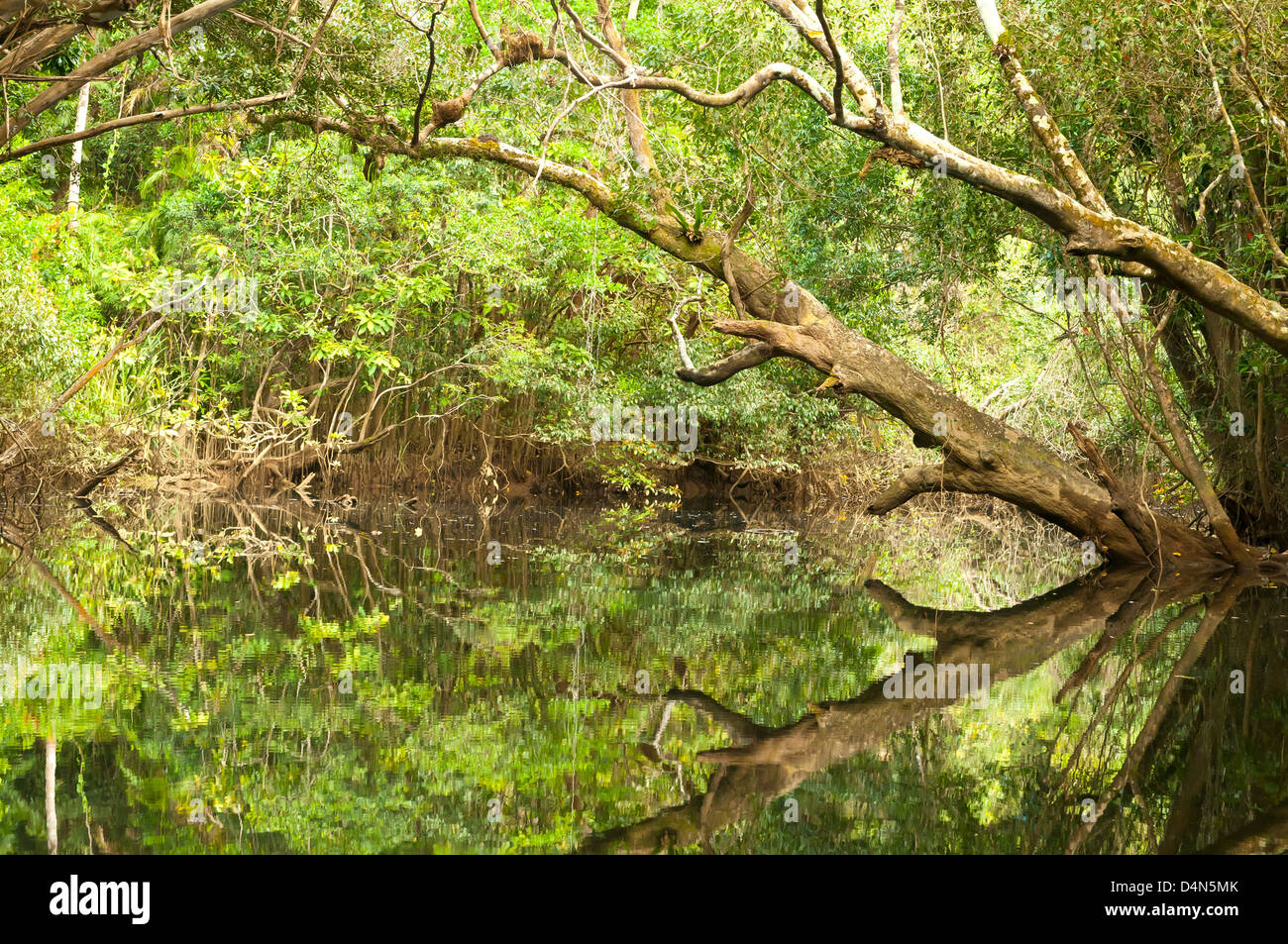 Réflexions dans Barratt Creek, Parc national de Daintree, Queensland du Nord, Australie Banque D'Images