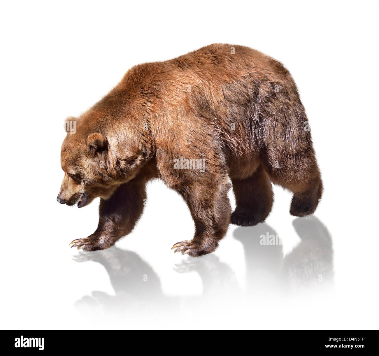Ours brun sur fond blanc Banque D'Images