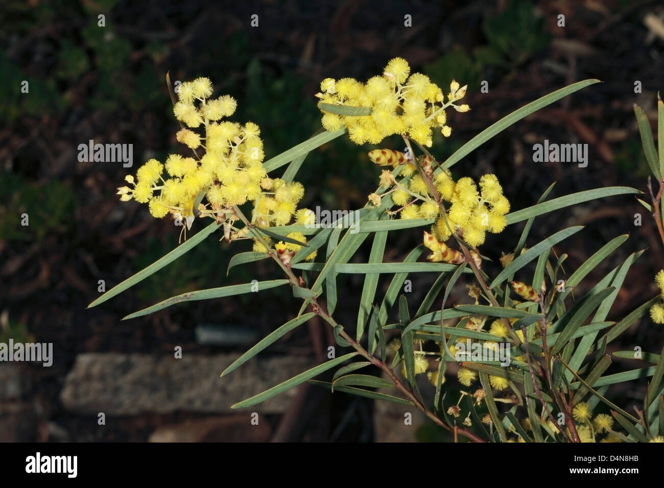Flinders Range Wattle, Port Lincoln, de mimosa à feuilles de saule, d'ACACIA Acacia Acacia iteaphylla - Hiver Racosperma / iteaphyllum Banque D'Images