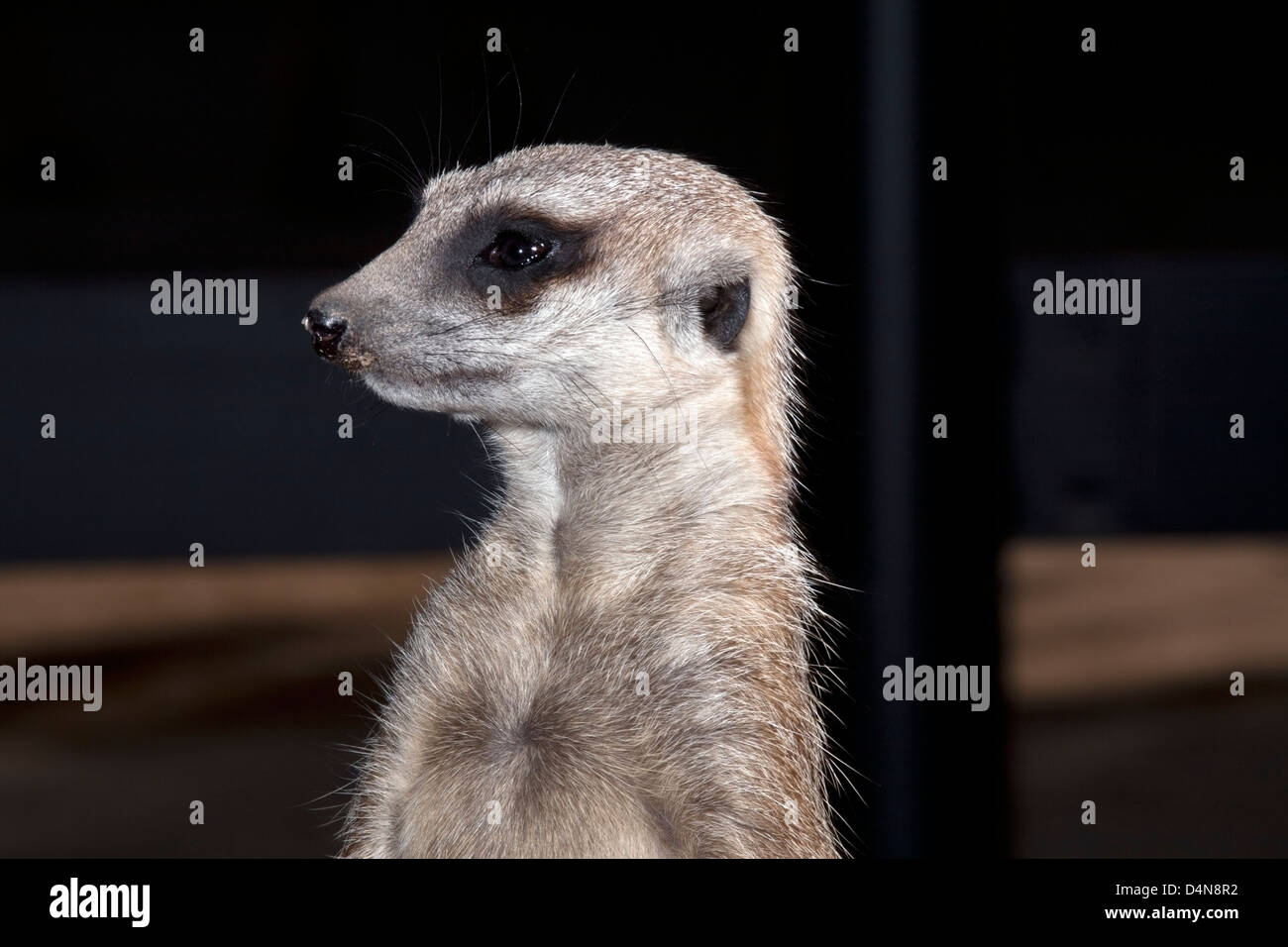 Suricate / Meerkat - Portrait- Suricata suricatta- Famille Herpestidae Banque D'Images