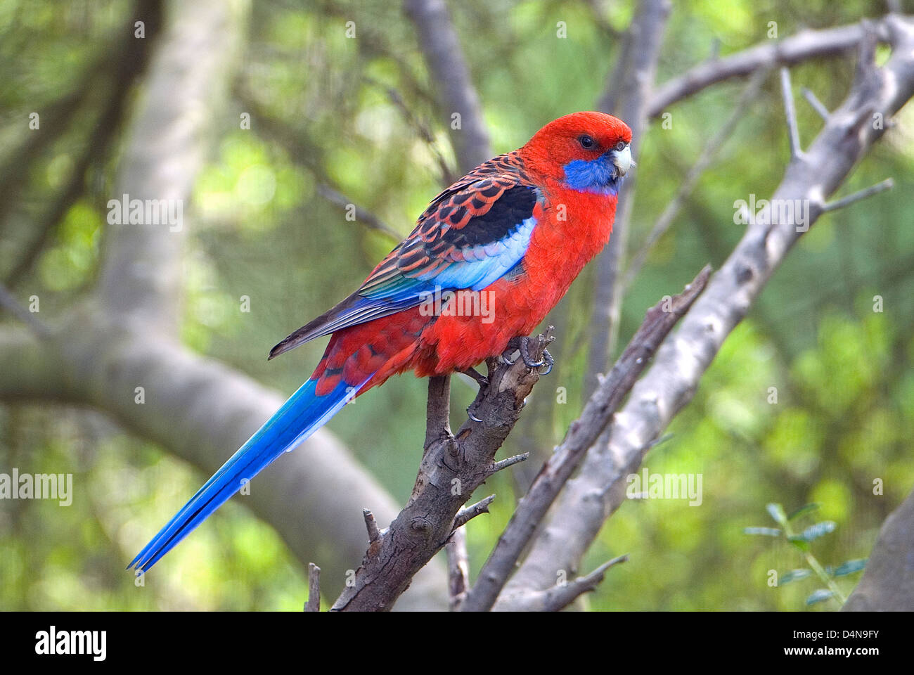 Crimson Rosella, Platycercus elegans, au Sulky, Victoria, Australie Banque D'Images