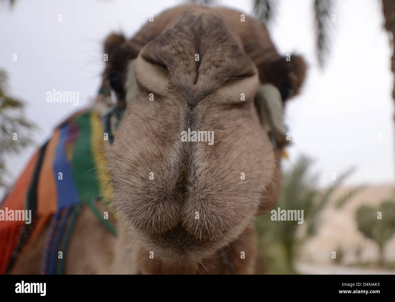 Israël, désert du Néguev, gros plan d'un chameau arabe (Camelus dromedarius) Banque D'Images