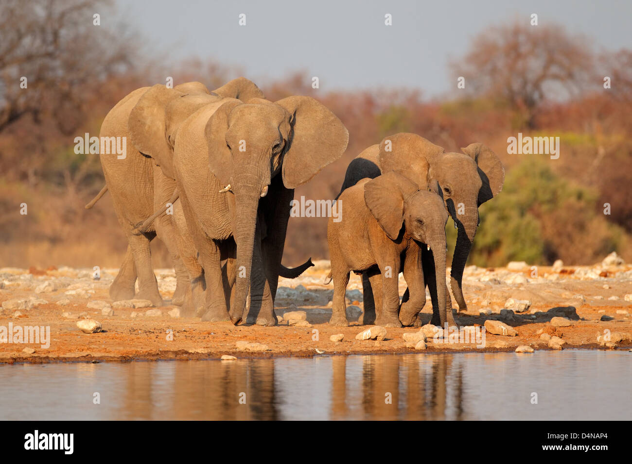 Les éléphants d'Afrique (Loxodonta africana) à un étang, Etosha National Park, Namibie Banque D'Images