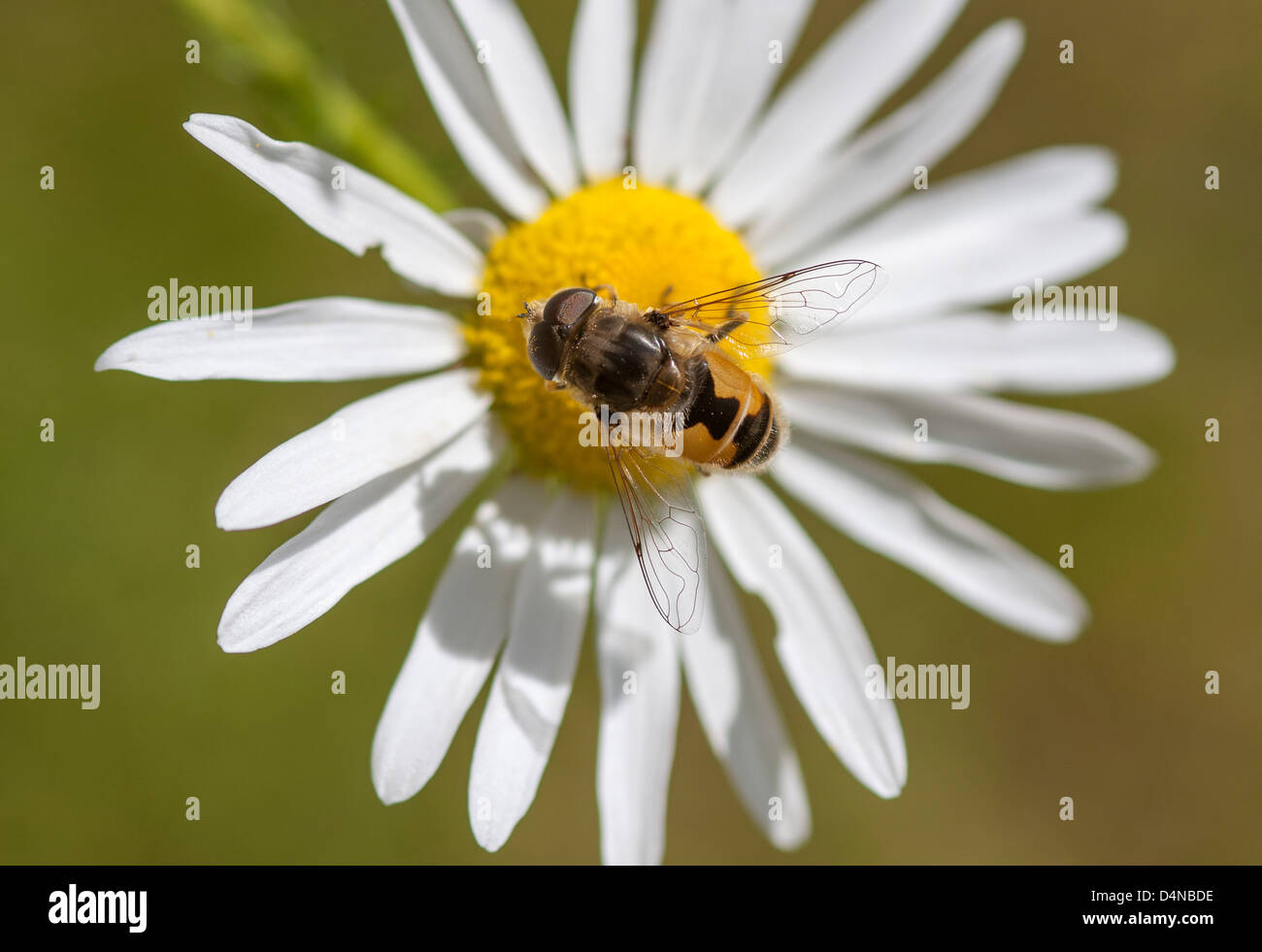 Hoverfly sur une marguerite Banque D'Images