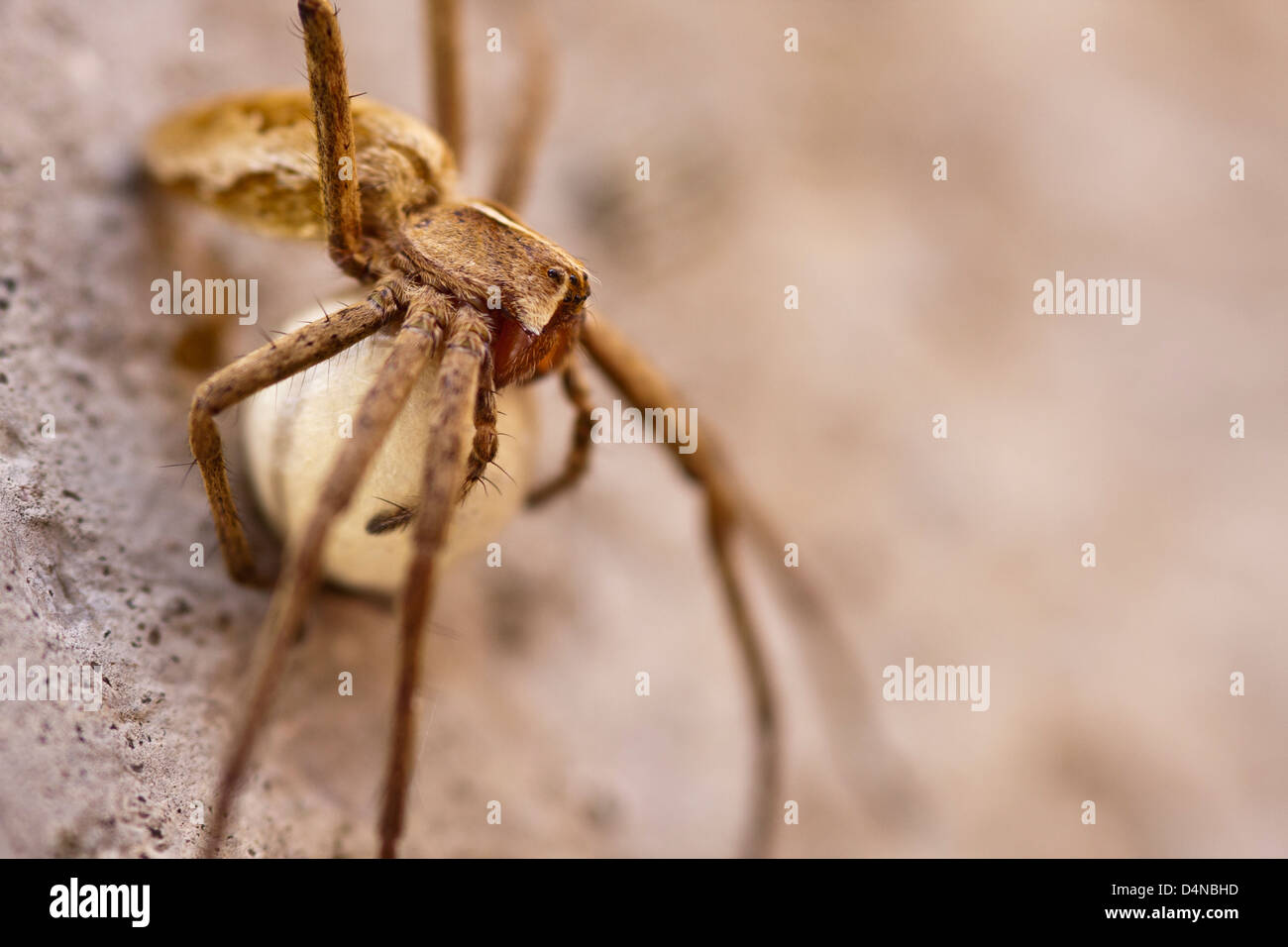 Avec un œuf d'araignée Banque D'Images