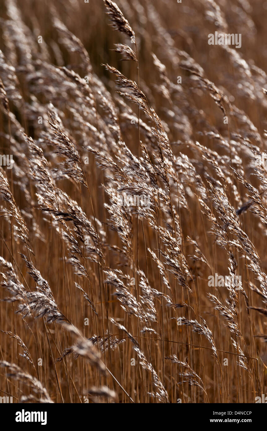 Roseau commun Phragmites australis croissant dans la réserve naturelle du Nord du Pays de Galles Conwy Banque D'Images