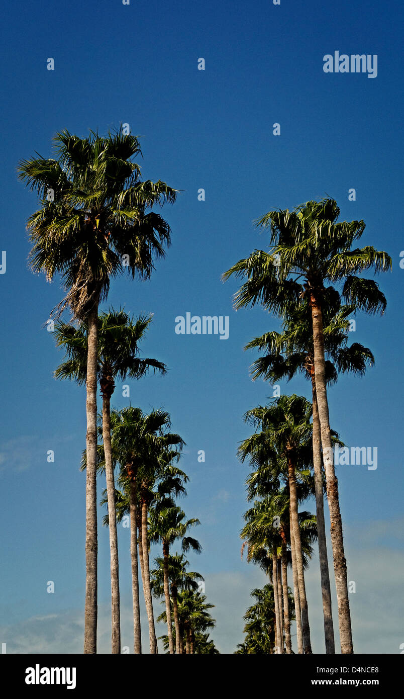 Palmiers sur Main Street USA Floride Venise Banque D'Images