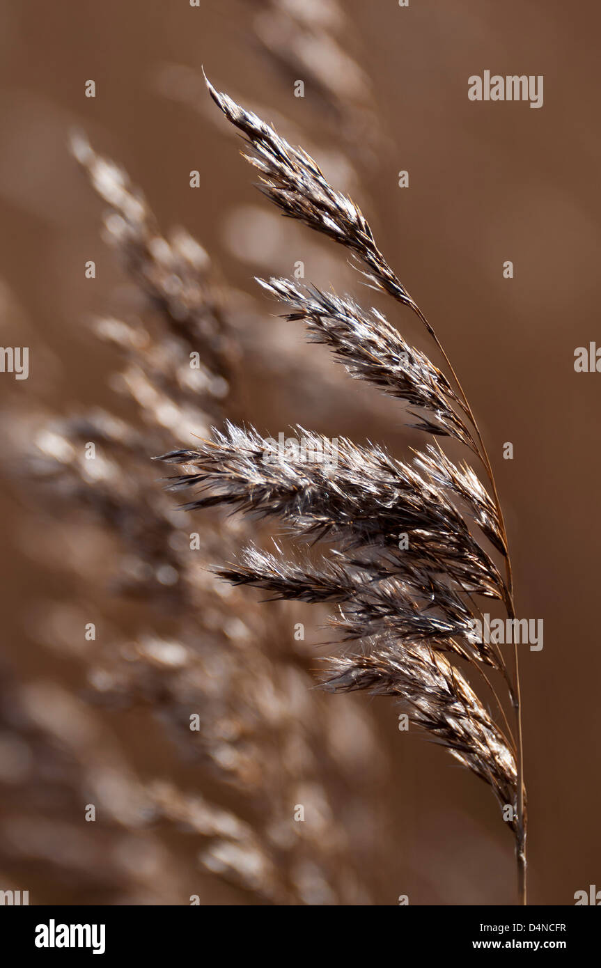 Roseau commun Phragmites australis croissant dans la réserve naturelle du Nord du Pays de Galles Conwy Banque D'Images