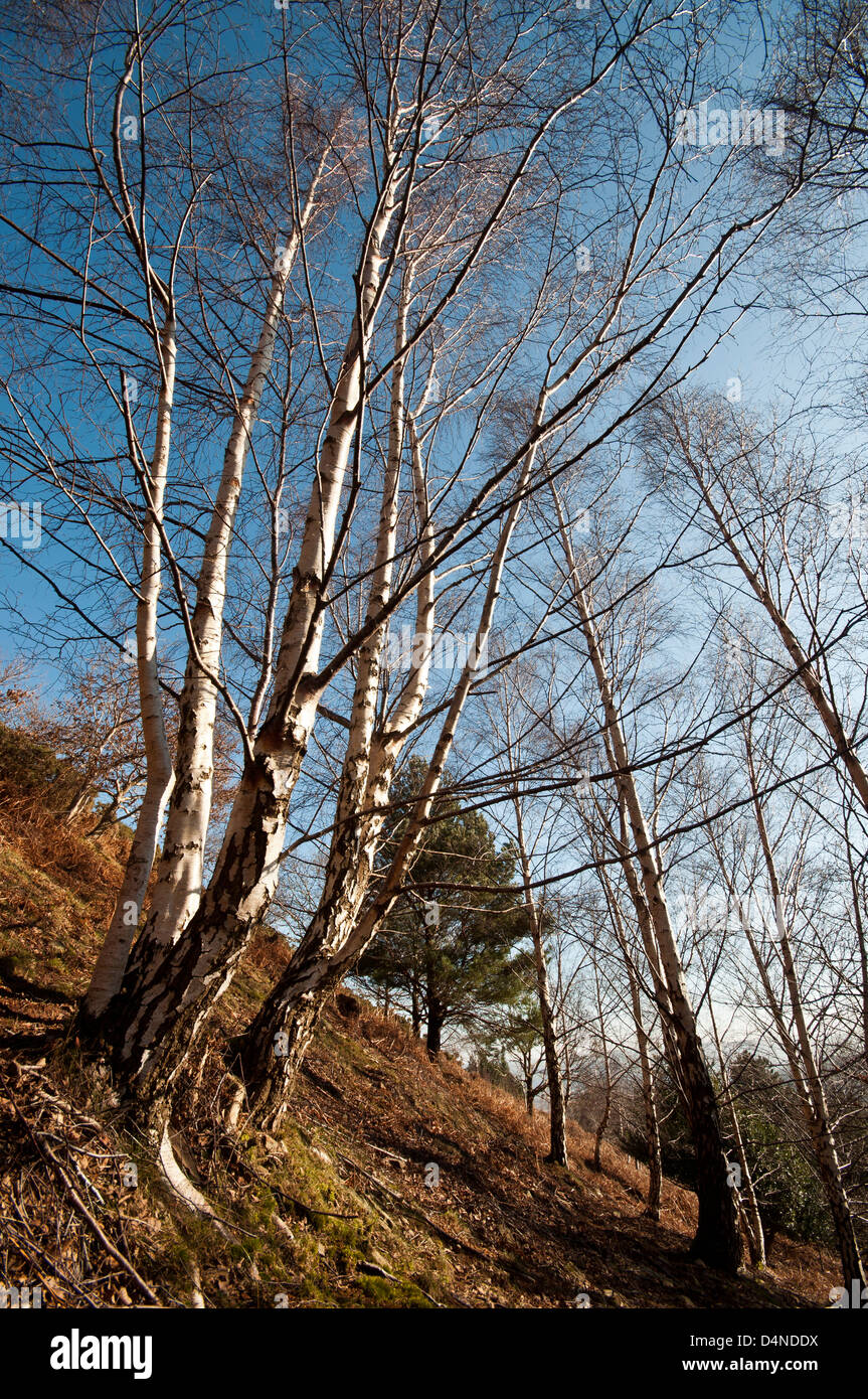 Bouleau blanc Betula pendula arbre poussant sur le côté de Conwy Mountain au nord du Pays de Galles. Banque D'Images