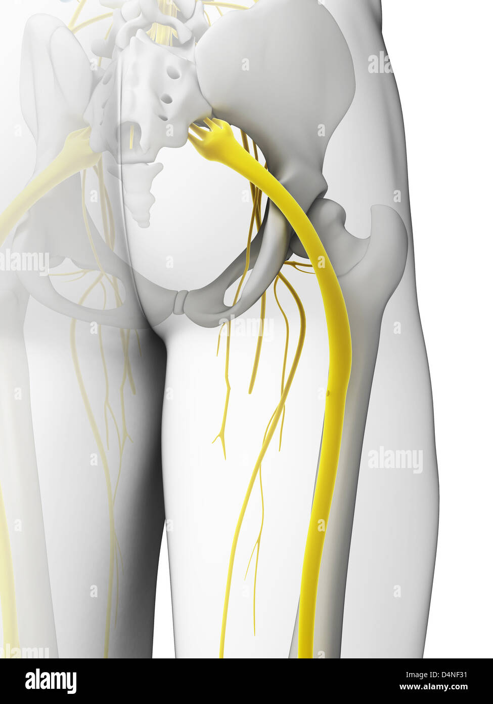 Nerf sciatique Banque D'Images