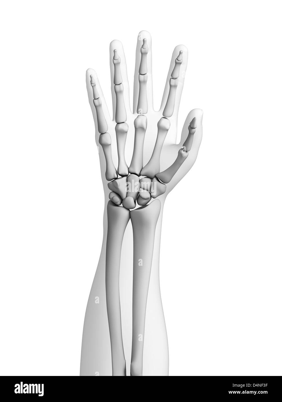 Anatomie de la main Banque d'images noir et blanc Alamy