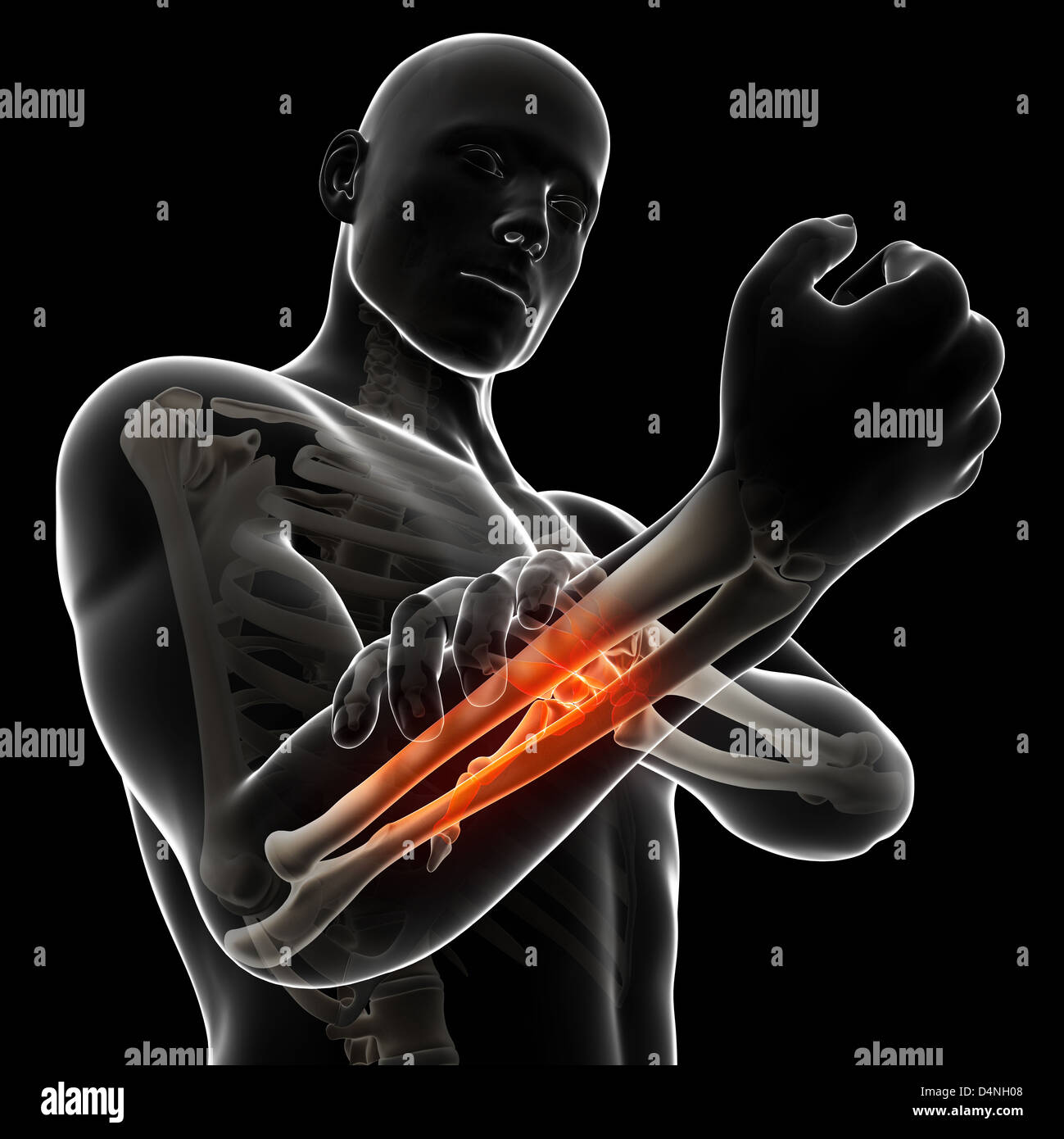 anatomie Banque de photographies et d’images à haute résolution