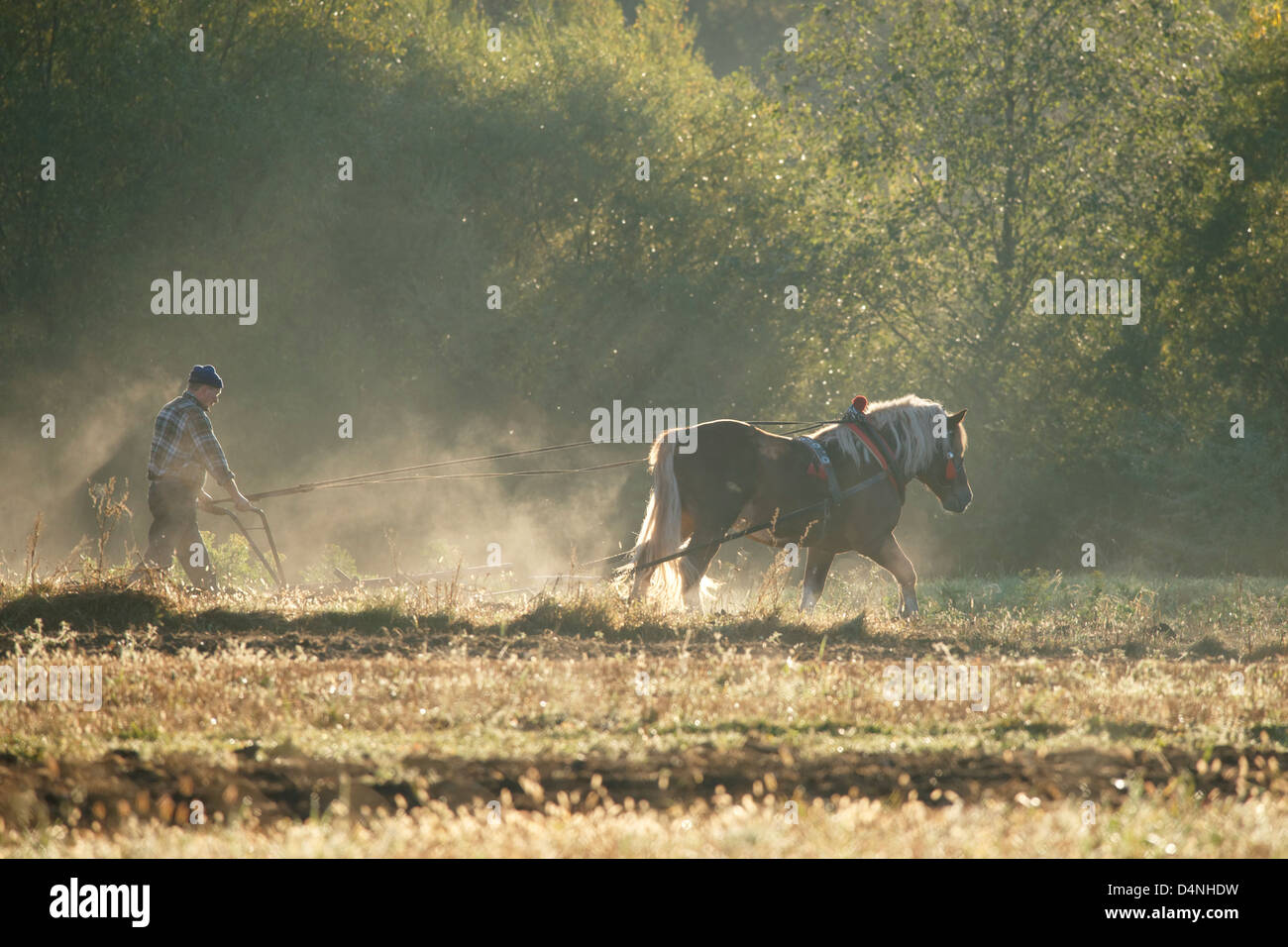 Agriculteur avec cheval et charrue, Sromowce Nizne Malopolska,, en Pologne. Banque D'Images