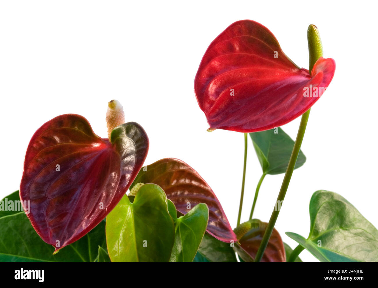 Détail d'une fleur rouge Flamingo en blanc retour Banque D'Images