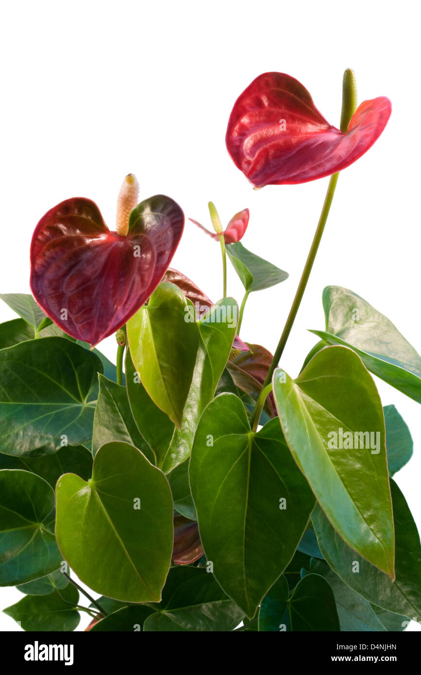 Détail d'une fleur rouge Flamingo en blanc retour Banque D'Images