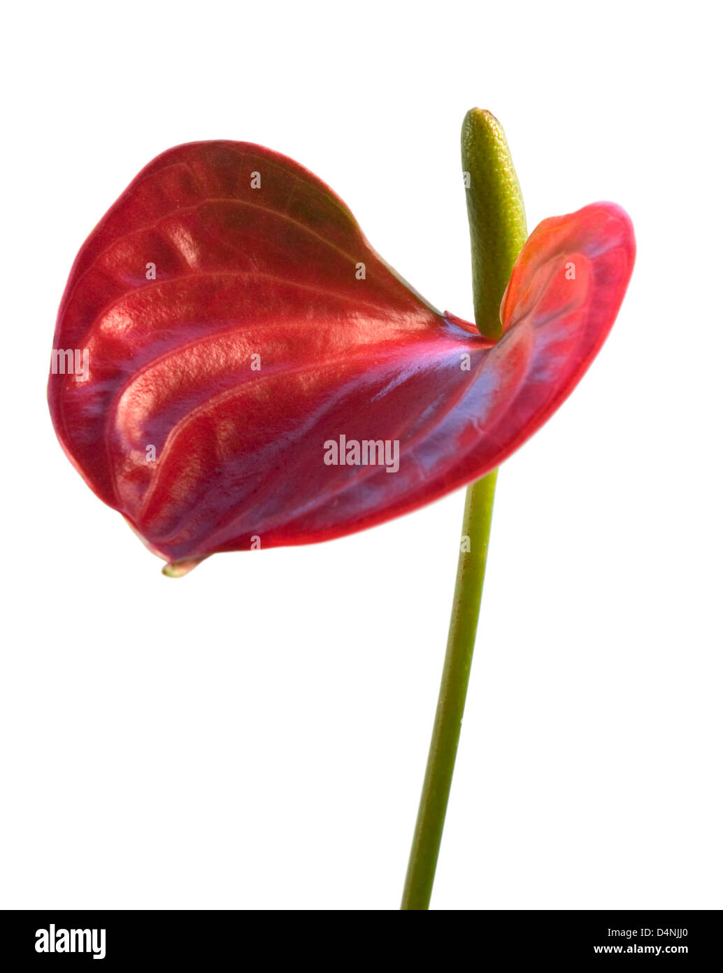 Détail d'une fleur rouge Flamingo en blanc retour Banque D'Images